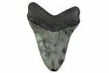 Serrated, Fossil Megalodon Tooth - North Carolina #379221-2